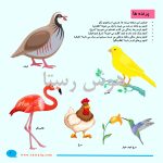 جانوران (هوش و مفاهیم پایه) - Image 4